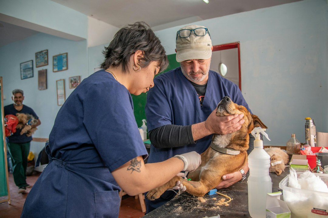 Pet care professionals working with dogs outdoors in calm setting