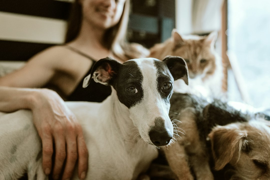 Trusted pet sitter with dog at home showing care and attention