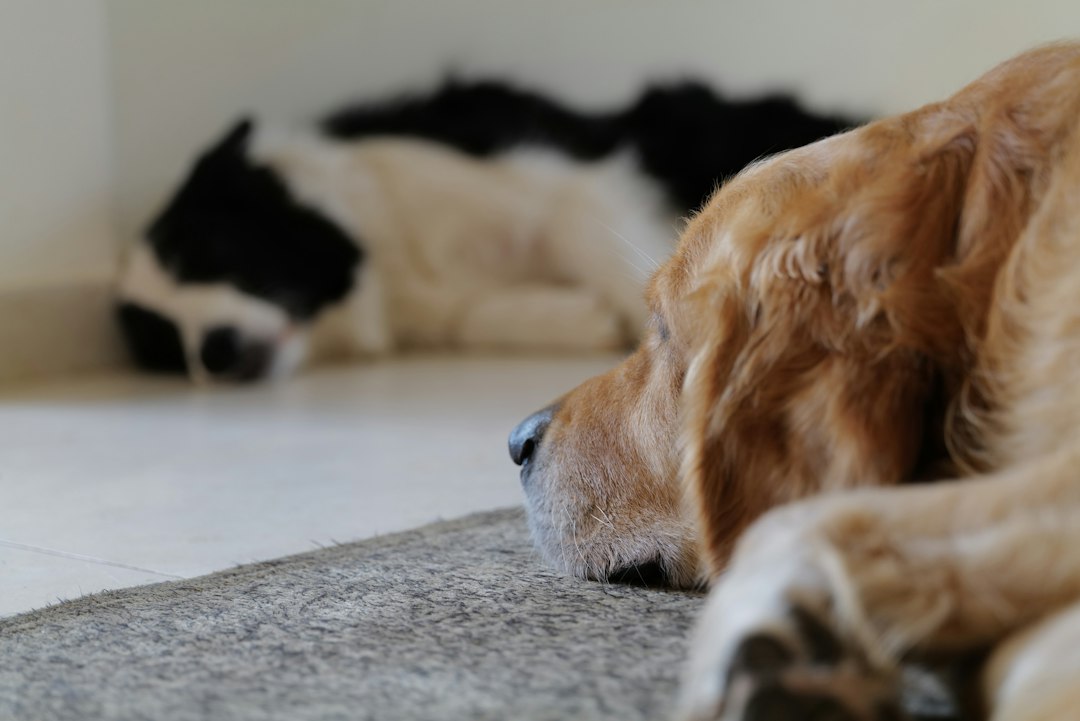 Dogs playing and socializing together indoors during daycare