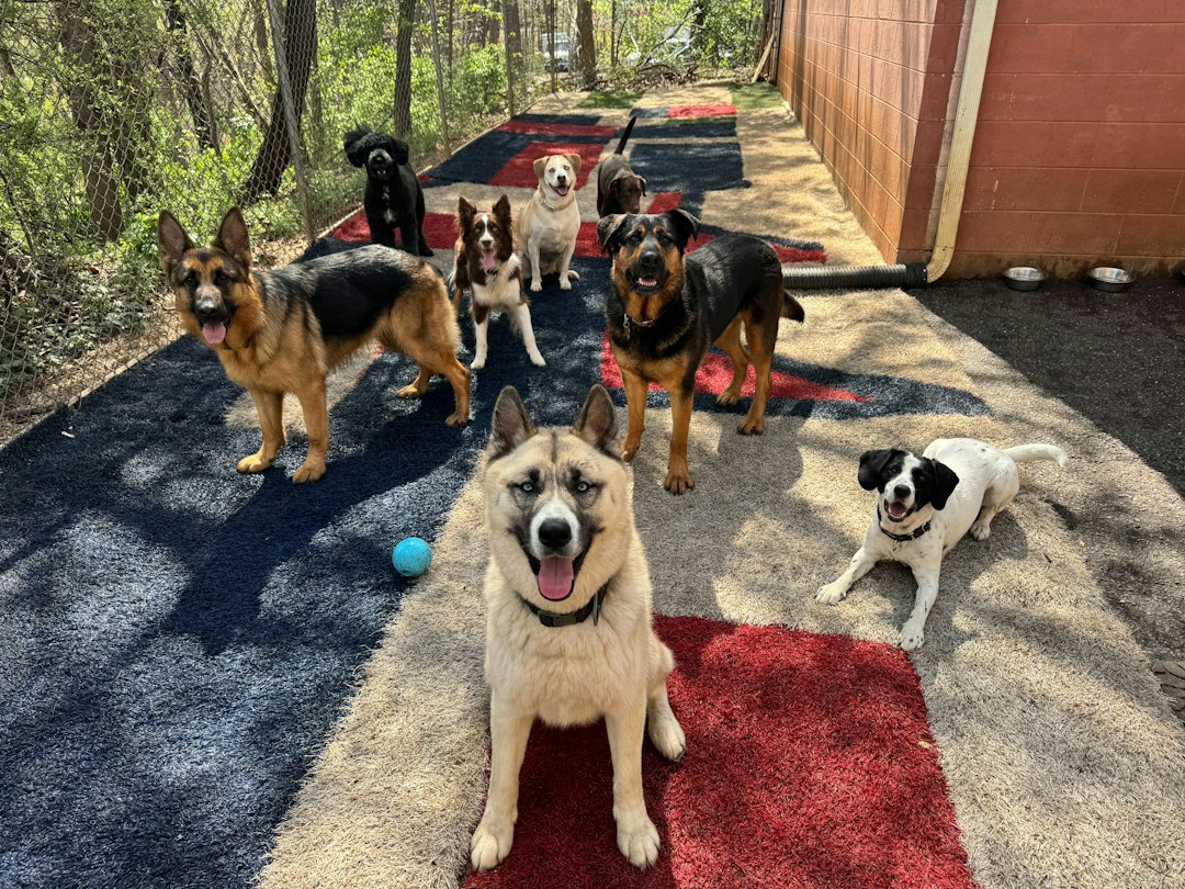 Puppies playing joyfully together in professional playcare setting