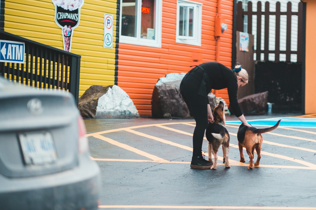 Professional caregiver working with two brown dogs on colorful outdoor area