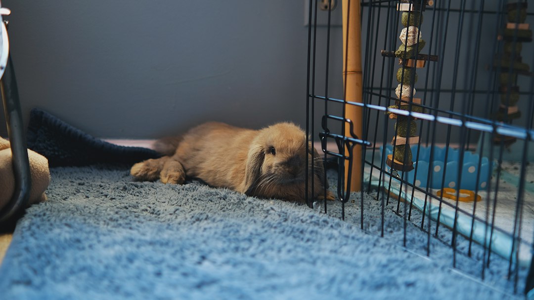 Dog resting in a comfortable kennel boarding space